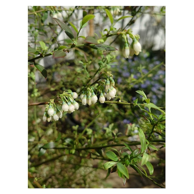 Bilberry（Vaccinium myrtillus）
