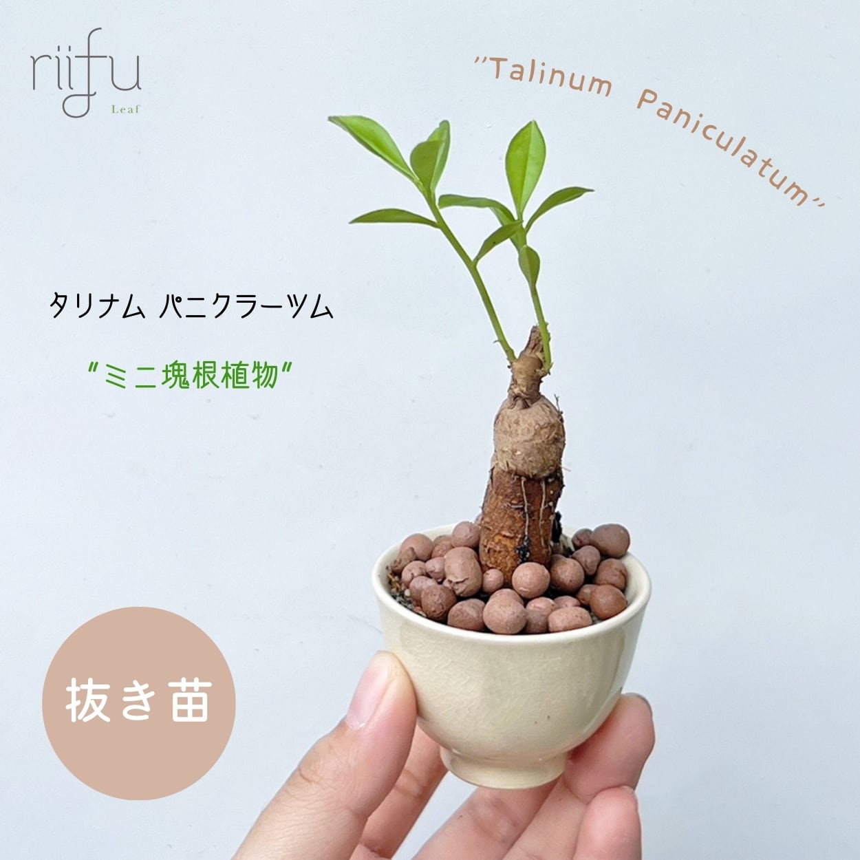 タリナム パニクラーツム 〛Talinum​ Paniculatum 抜き苗 発芽済 塊根