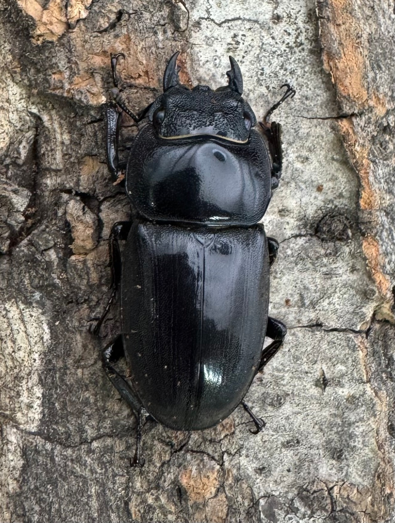 【WD】《サキシマヒラタクワガタ 与那国島産 48mm ペア》