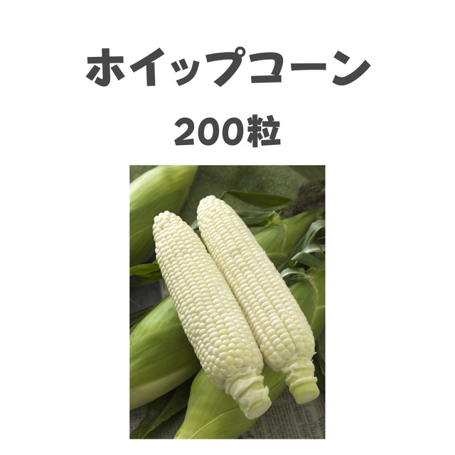 ホイップコーン　トウモロコシ種子・200粒