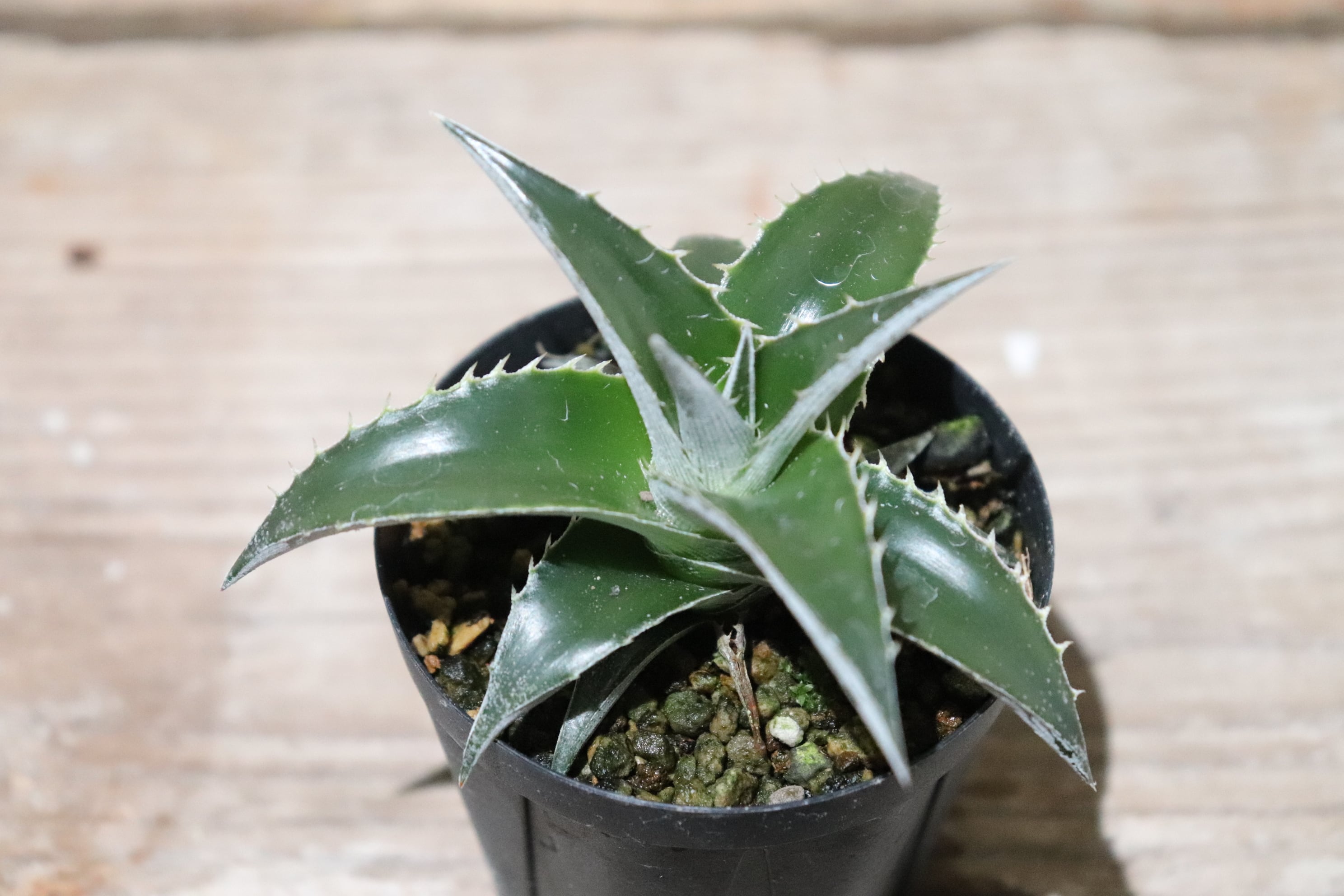 送料無料】platyphylla 'Big Boy'〔ディッキア〕現品発送D0369 | plane