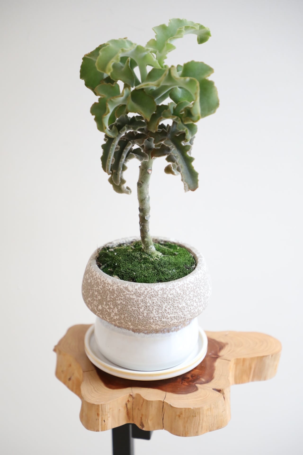 S】バオバブの木/baobab tree ※陶器鉢付き | 【観葉植物・鉢 S】バオバブの木/baobab tree ※陶器鉢付き | 【観葉植物・鉢