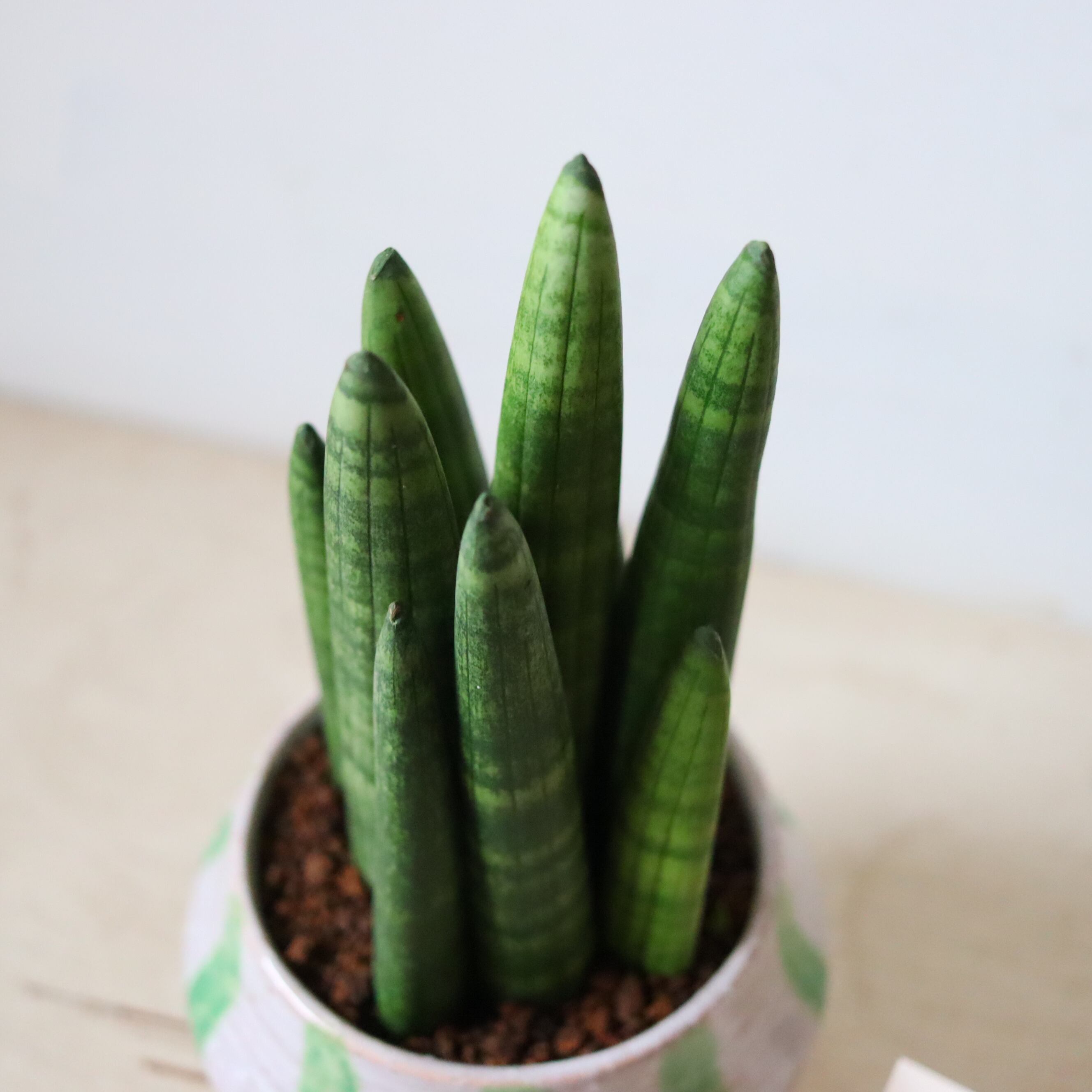 サンスベリア スタッキー（25cm） | 植物屋 fytó