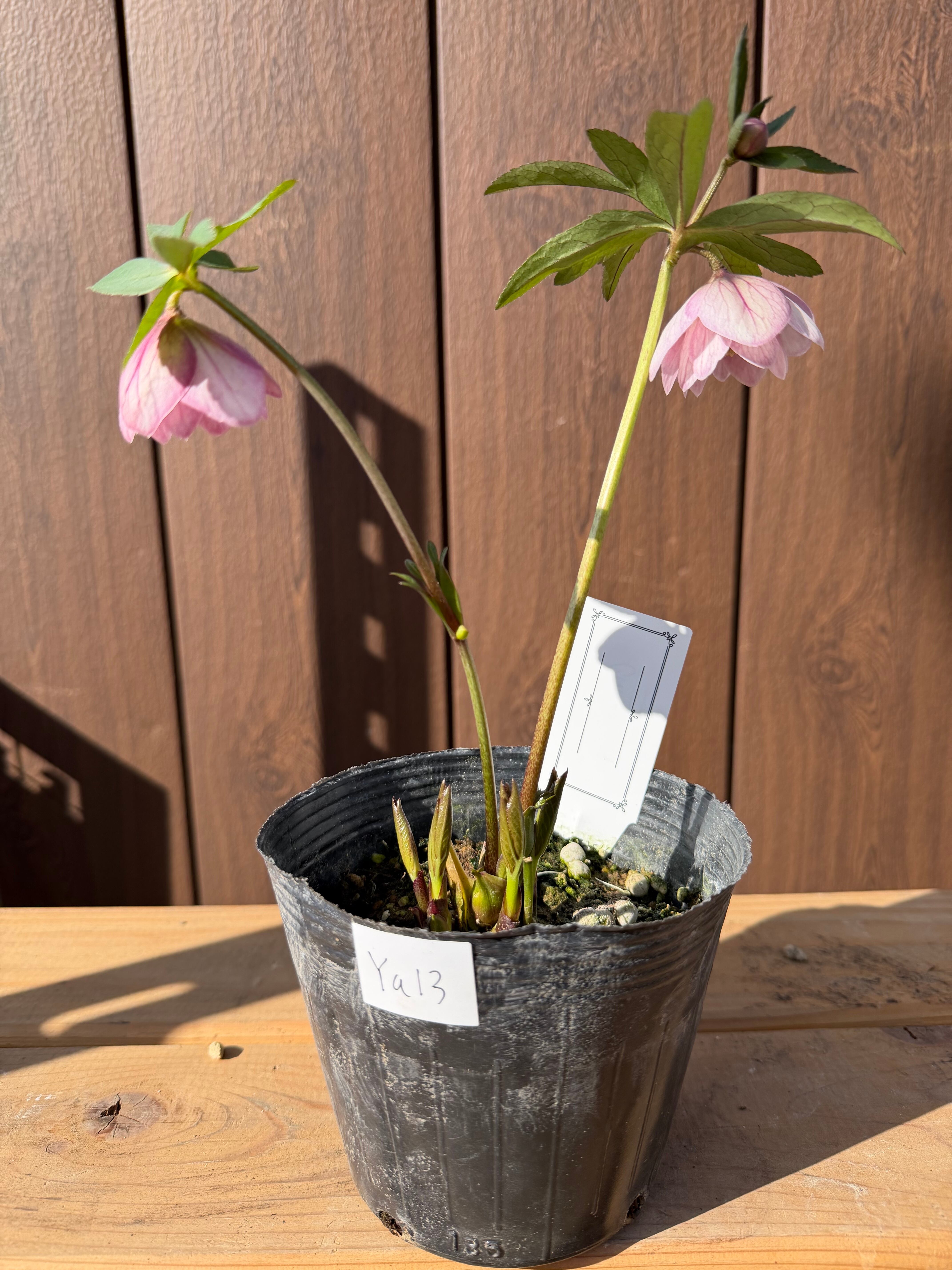 パステ系ピンクグラデdd 後ろ姿美人 大和園 クリスマスローズ【Ya13