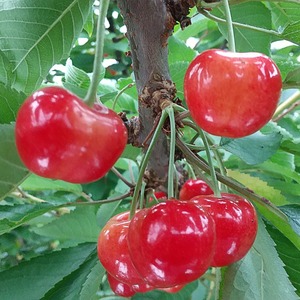 【さくらんぼ】 １kg♬ 紅秀峰(Beni Syuhou) 〜Japanese cherry〜