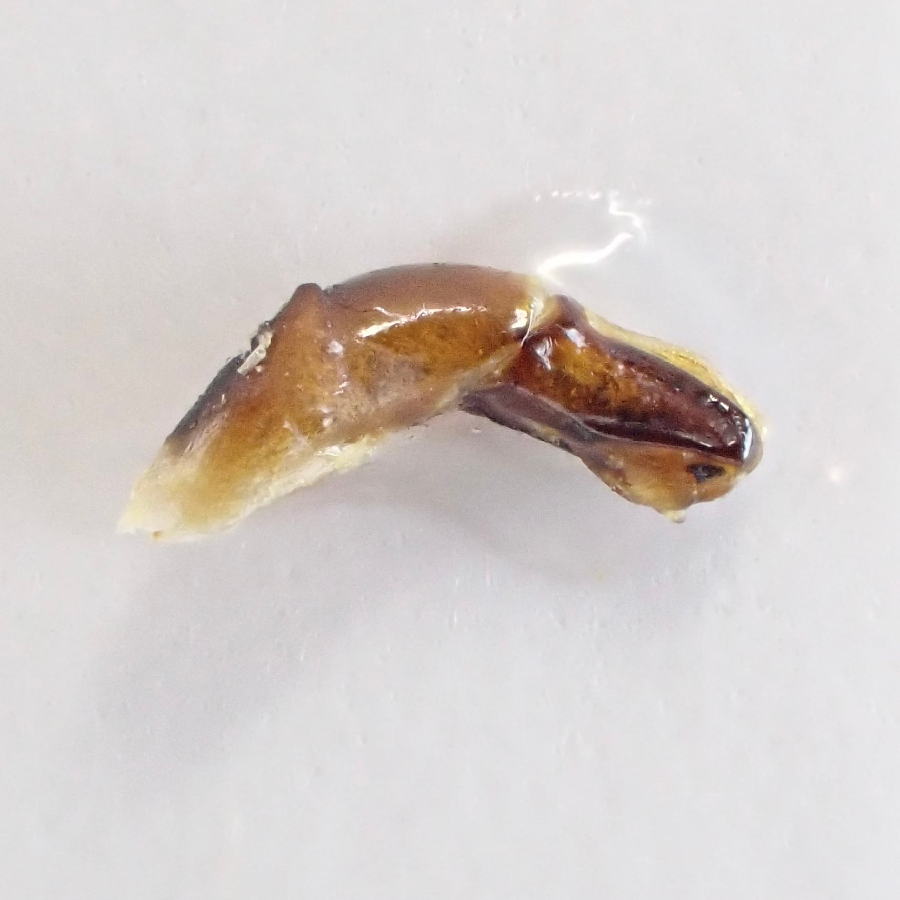 南アフリカ産 Coptorhina klugi ♂ 16mm | 昆虫標本 Diggers & Rollers