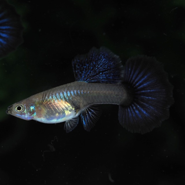 プラチナブルードラゴン　若魚1ペア＋おまけメス1匹
