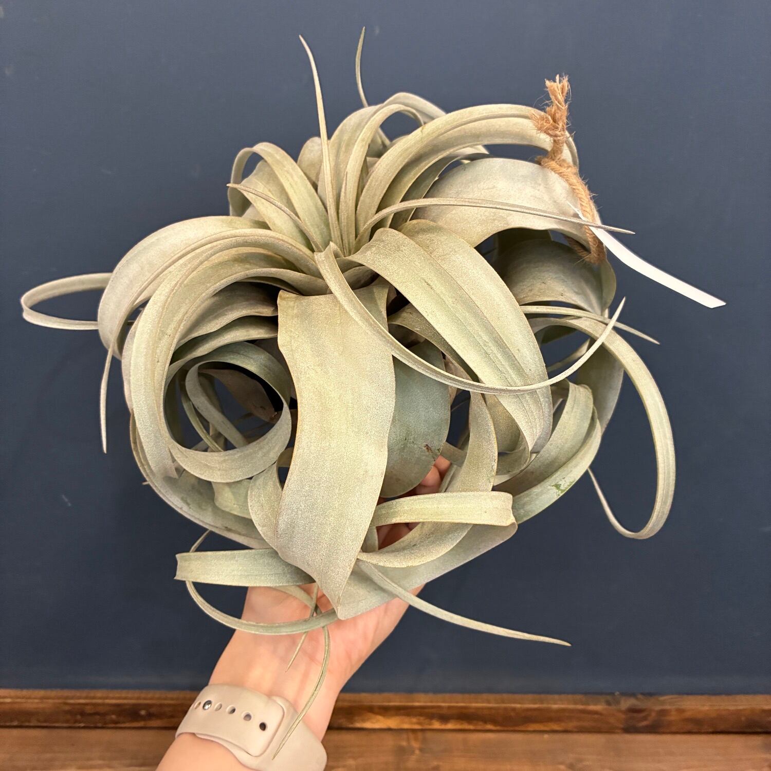 新着3日限定10%OFF】チランジア キセログラフィカ【396】 | PROTOLEAF