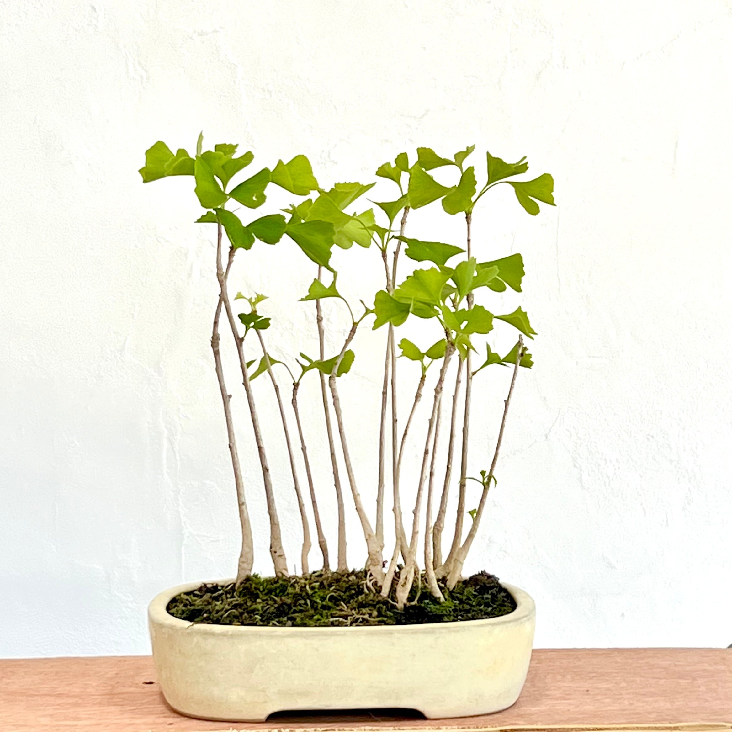 ツツジ 紫八重 ミニ盆栽｜高さ 約18cm | BONSAI Labo ウエブショップ