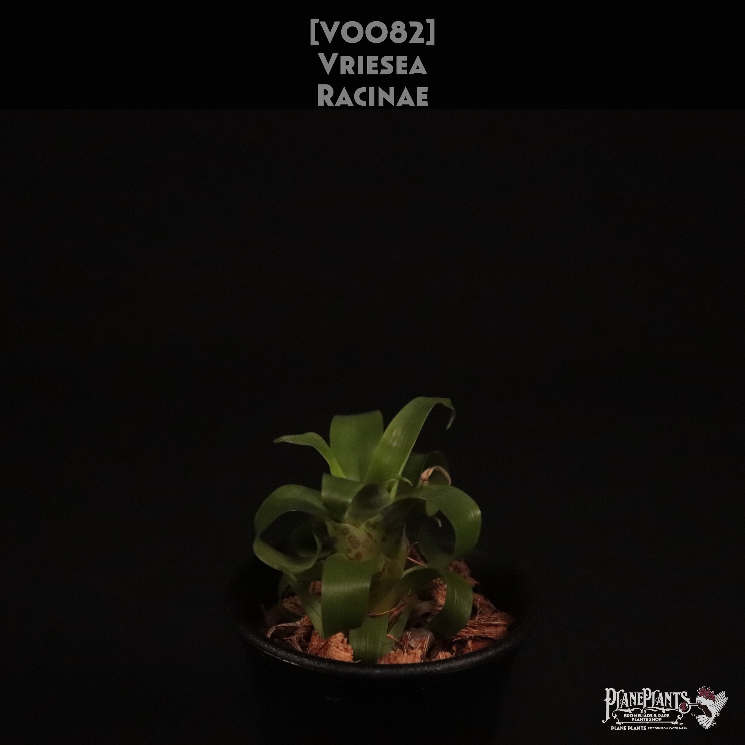 【送料無料】racinae〔フリーセア〕現品発送V0082