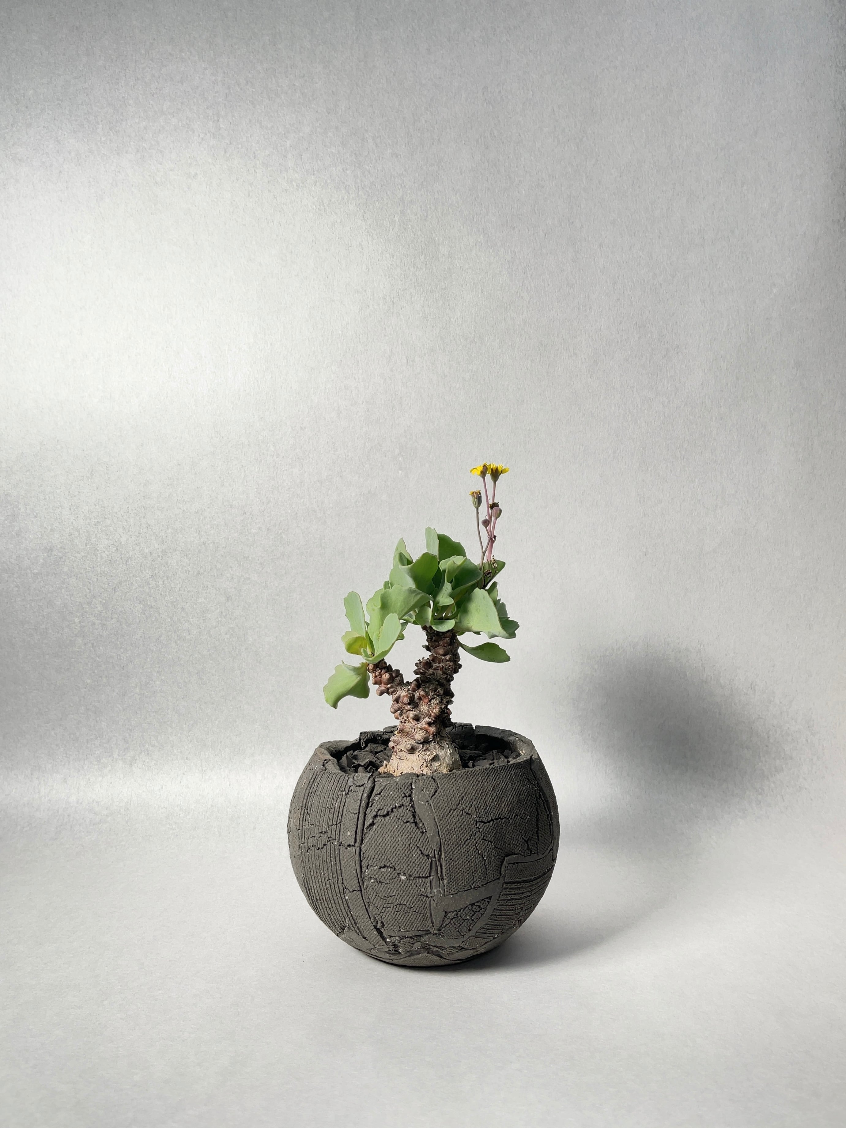オトンナ ヘレー ドマーニの鉢 塊根植物 オトンナ ヘレー ドマーニの鉢 塊根植物