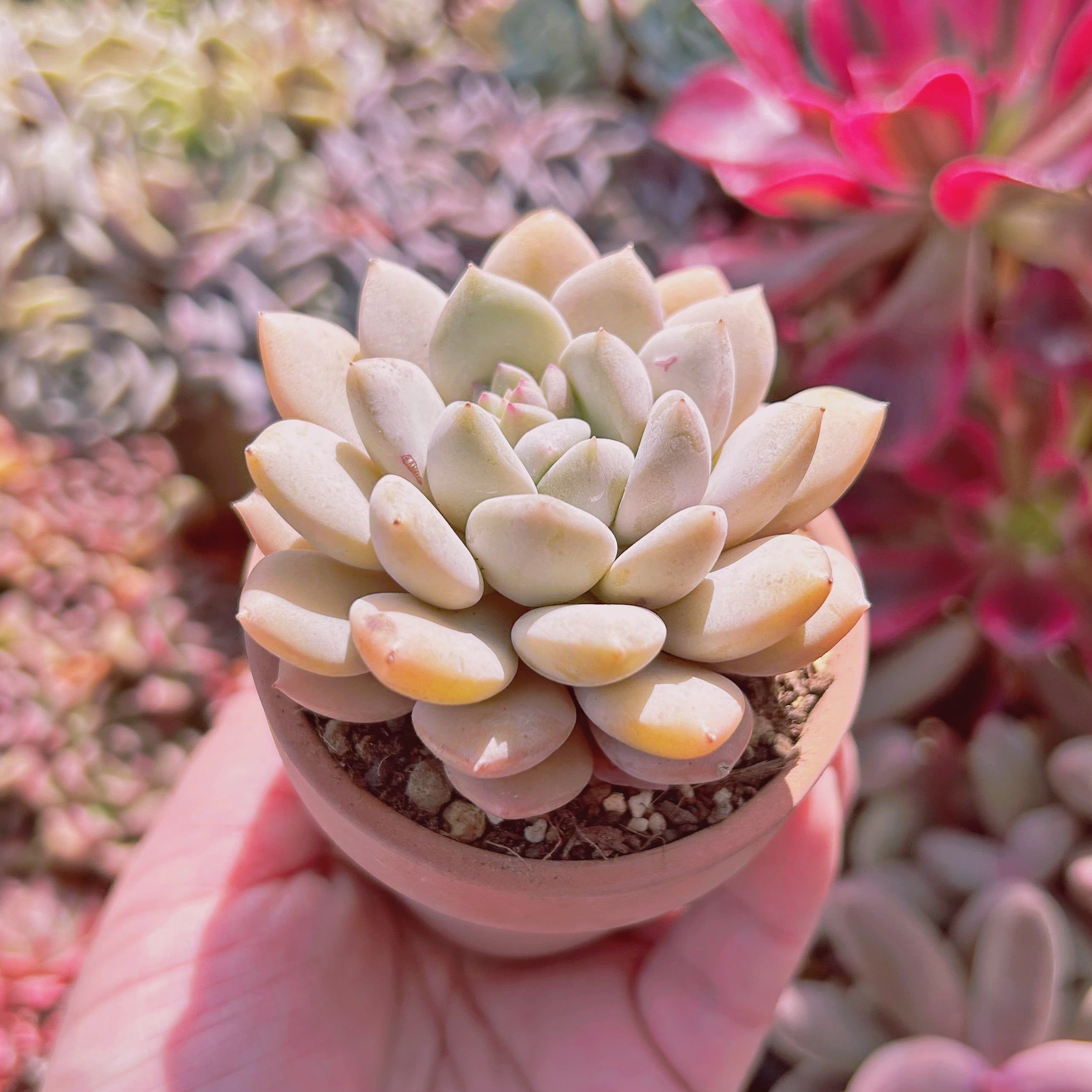 多肉植物 Echeveria 新品種 ピーチバター | るる農園~多肉植物専門