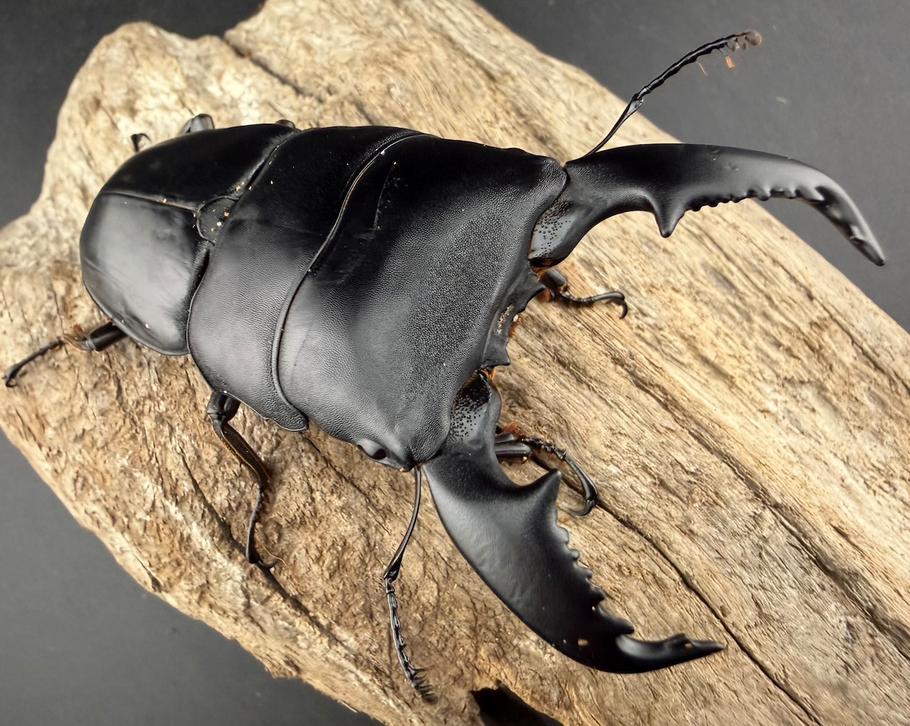 【WD】《スマトラオオヒラタ アチェ産 90.5mm ペア》