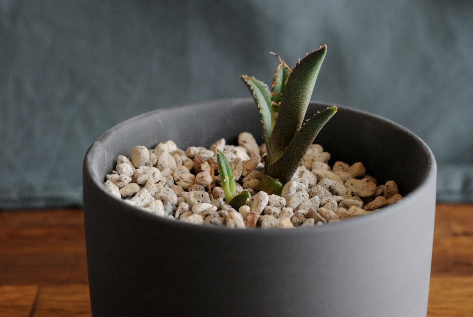 アガベ チタノタ 烈焔 子株付き アガベ チタノタ 烈焔 二株セット