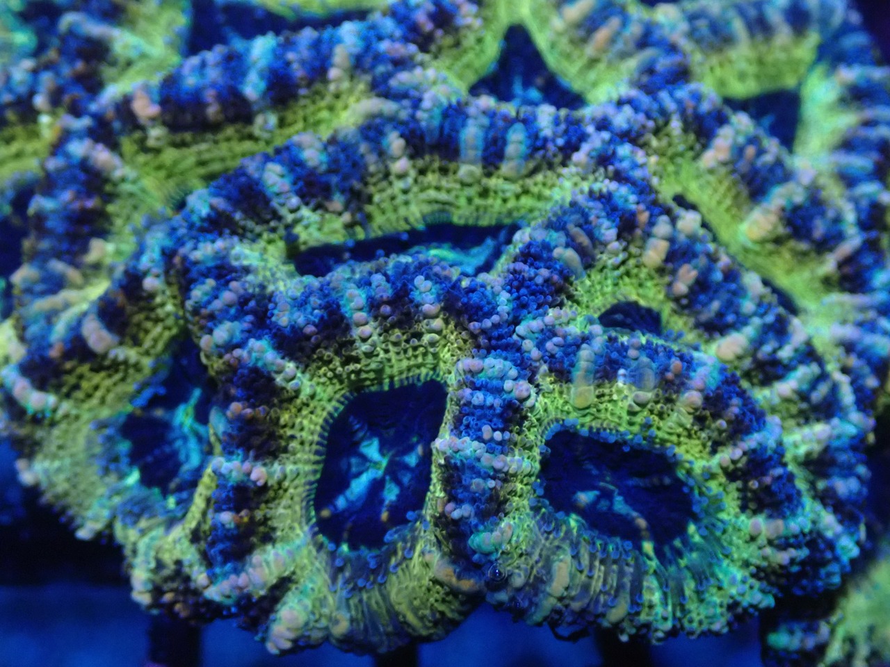 Lordhowensis PremiumRainbow 5