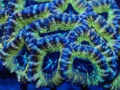 Lordhowensis PremiumRainbow 5