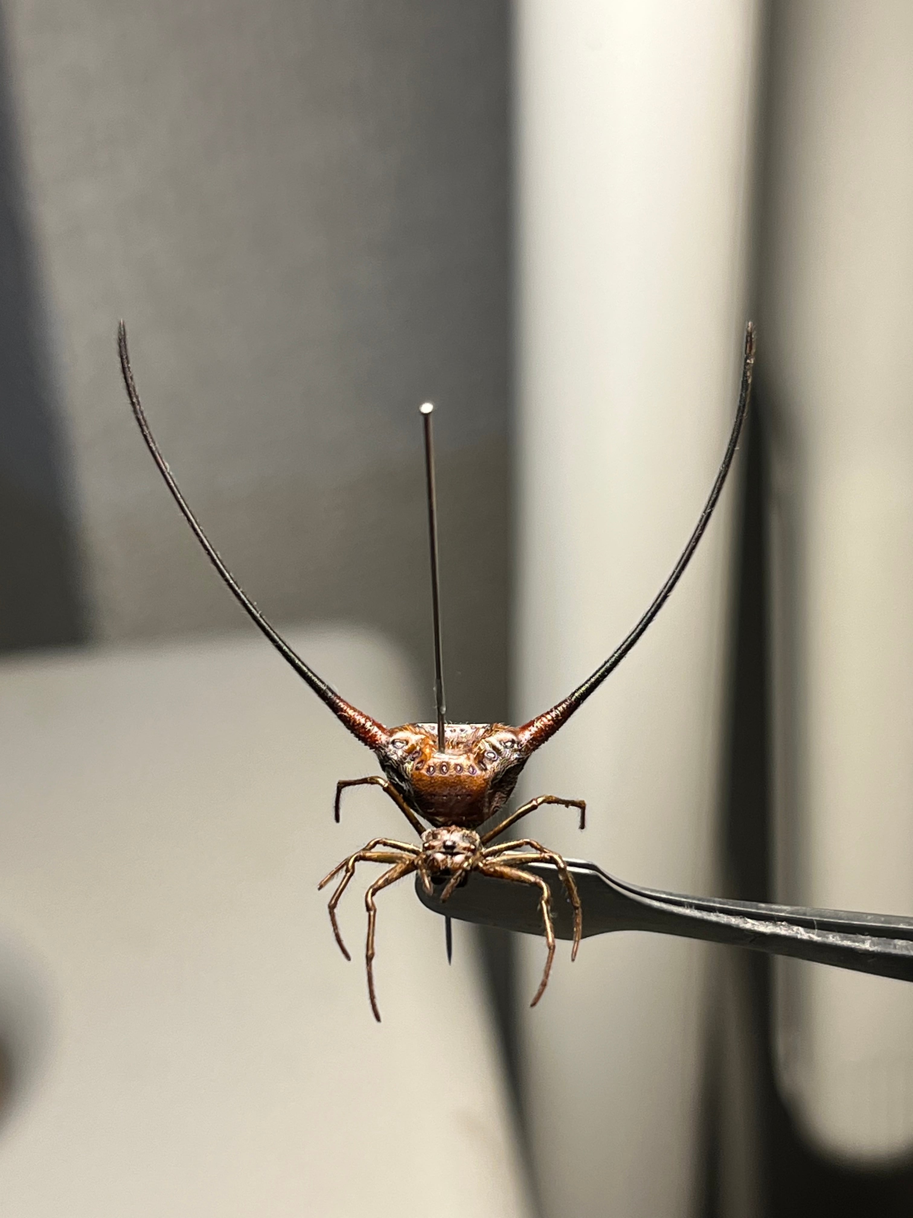 BIG】シリキレグモ トラップドアスパイダー タランチュラ ムカデ