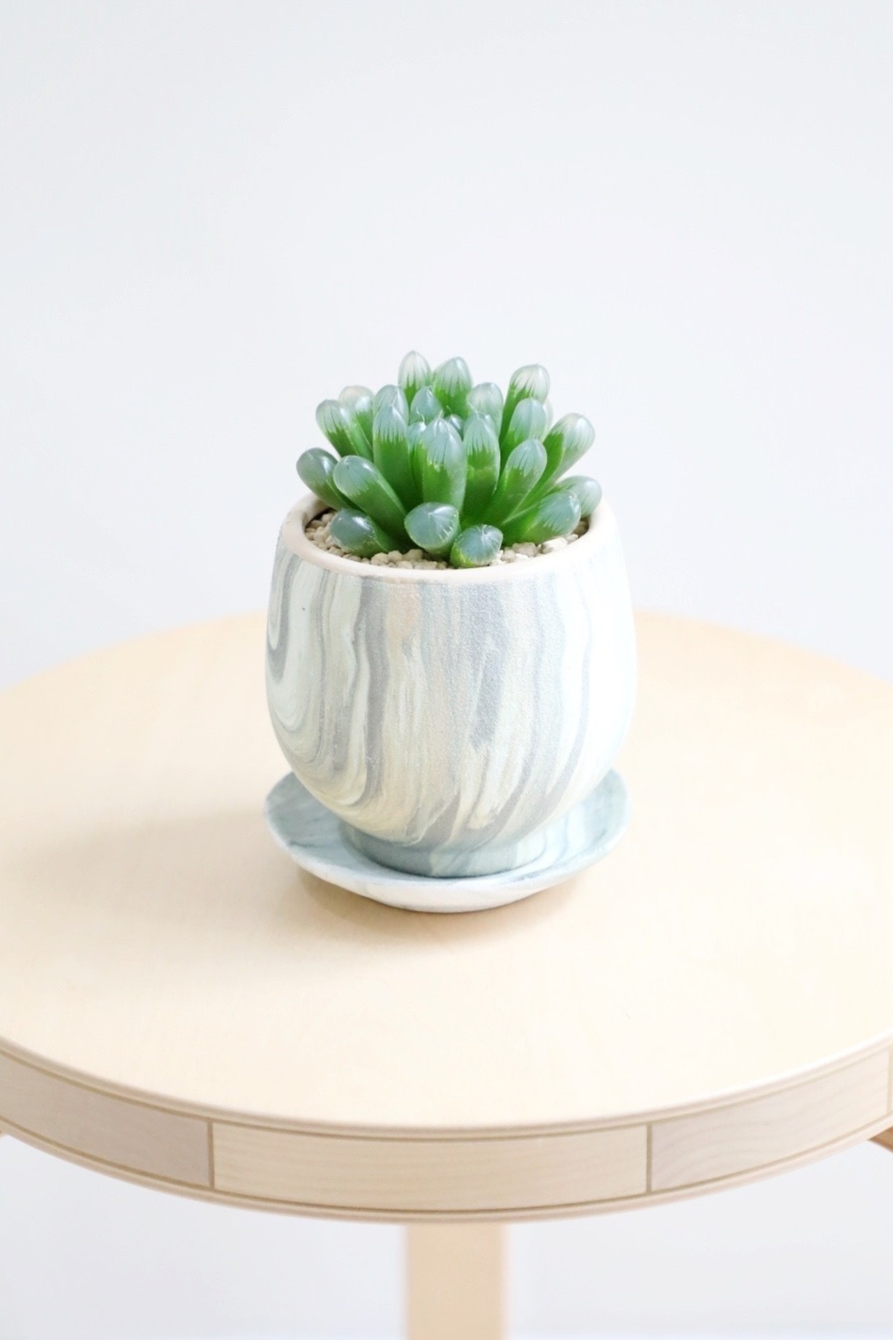 【S】ハオルチア オブツーサ/Haworthia obtusa