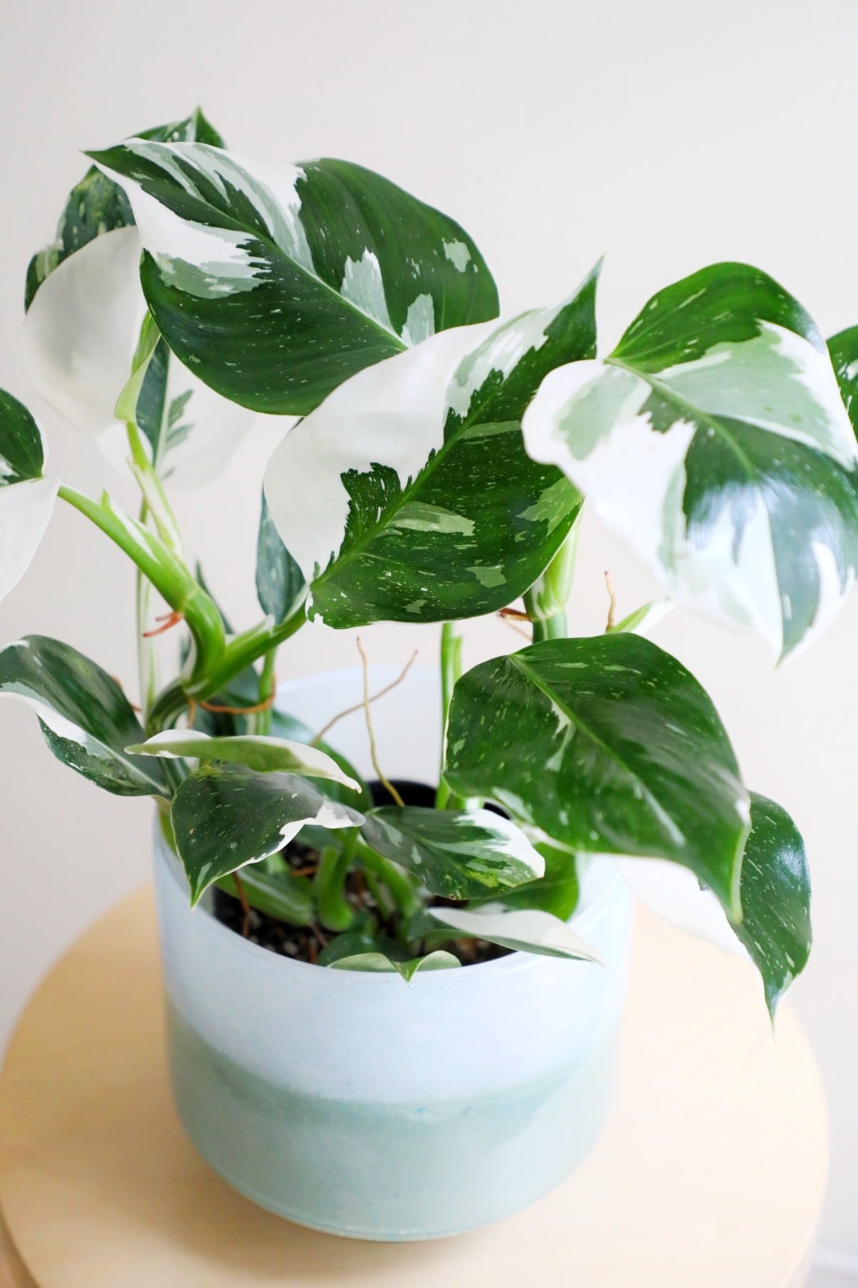 S】フィロデンドロン ホワイトウィザード/Philodendron | 【厳選植物