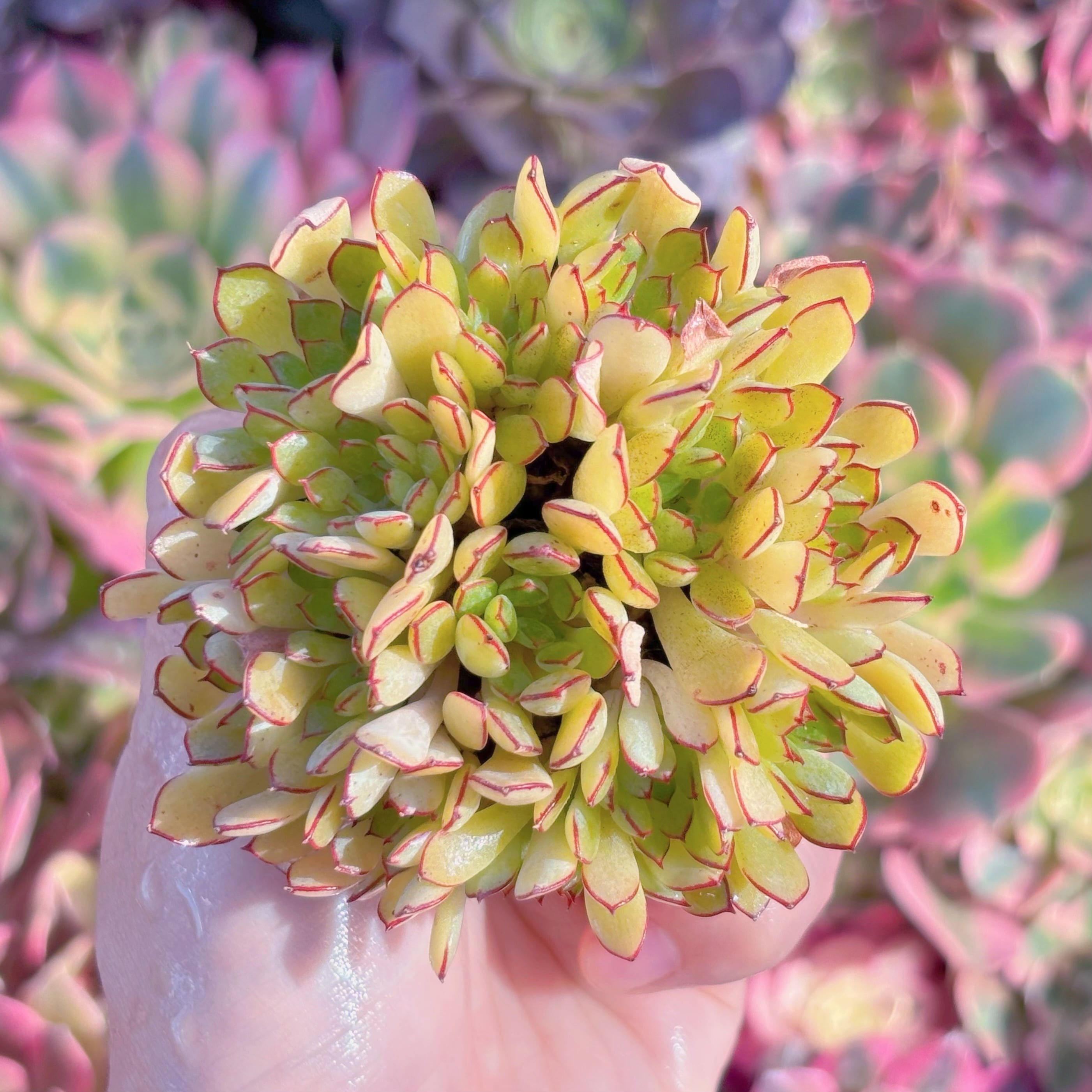 現品　シンデレラ#K200　群生　新入荷　るる農園