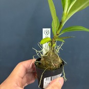 アントルリザ bracteosa【404】