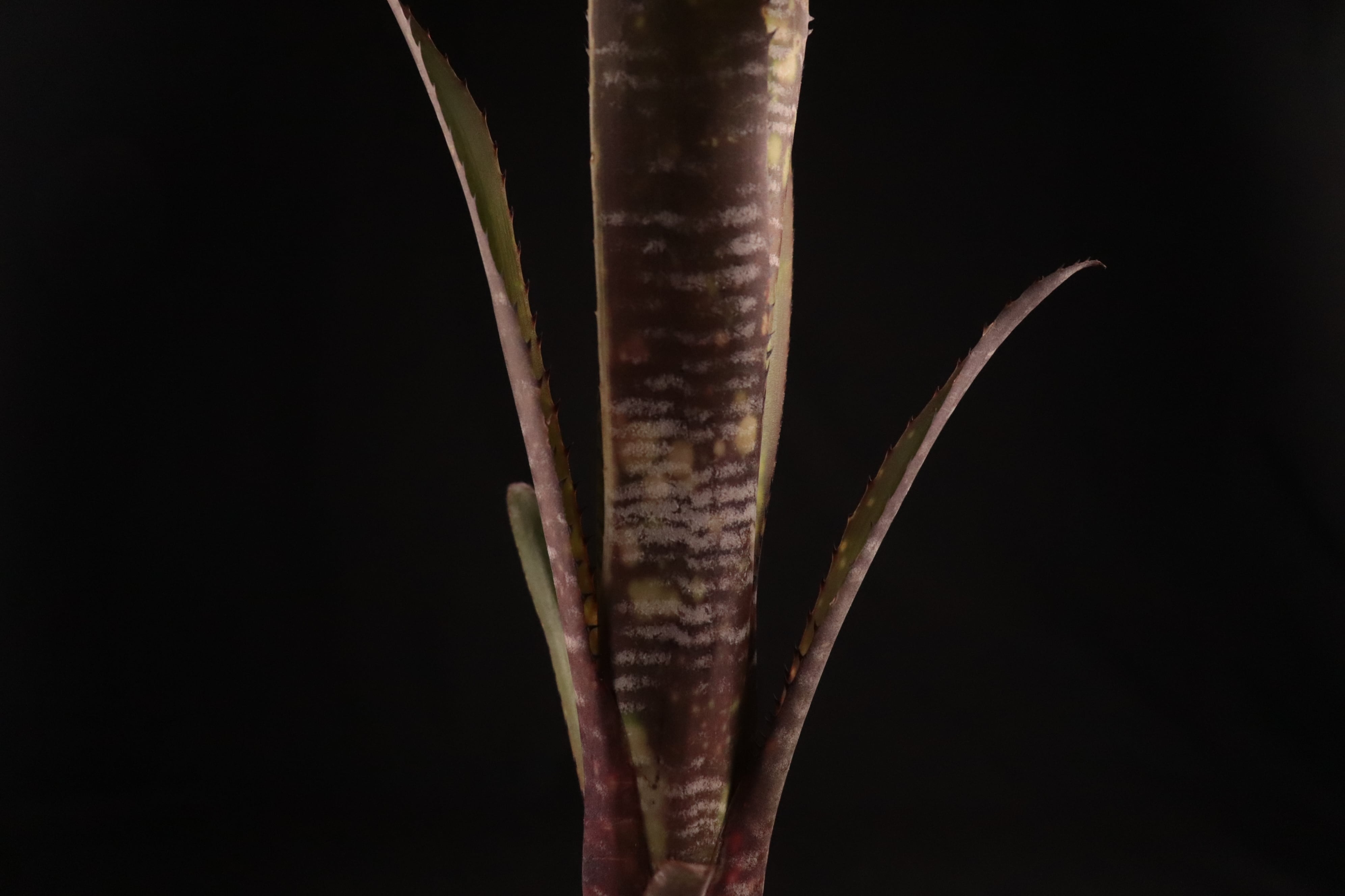 送料無料】Billbergia 'Berry Blast'〔ビルベルギア〕現品発送B0180