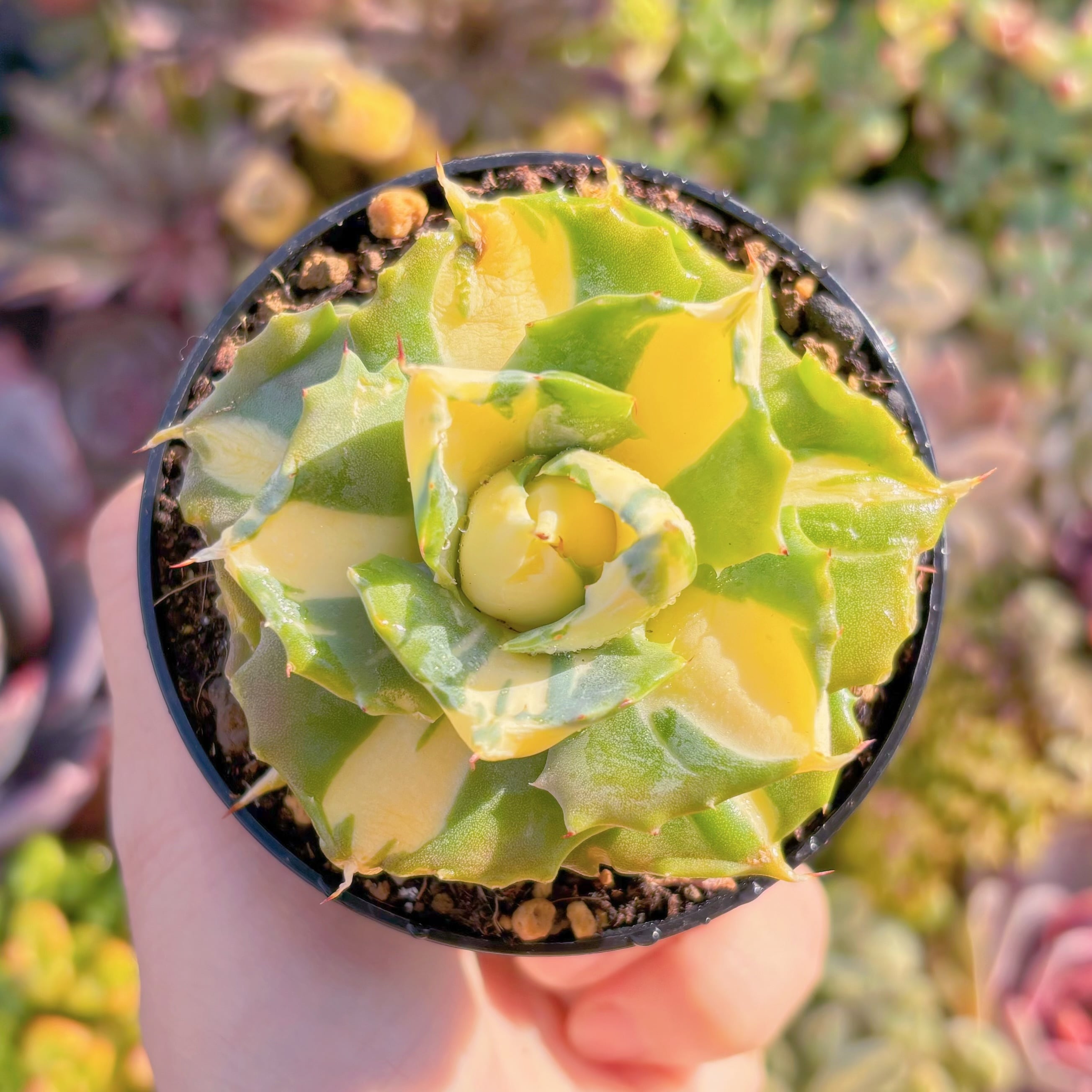 現品　王妃雷神錦(黄中斑)#915　新入荷　るる農園