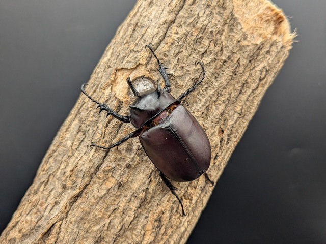 シャムゴホンヅノカブト　♂フリーサイズ　♀フリーサイズ　
