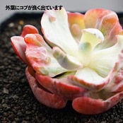 カット苗 ビヨンセ虹錦 Echeveria 'Beyonce'