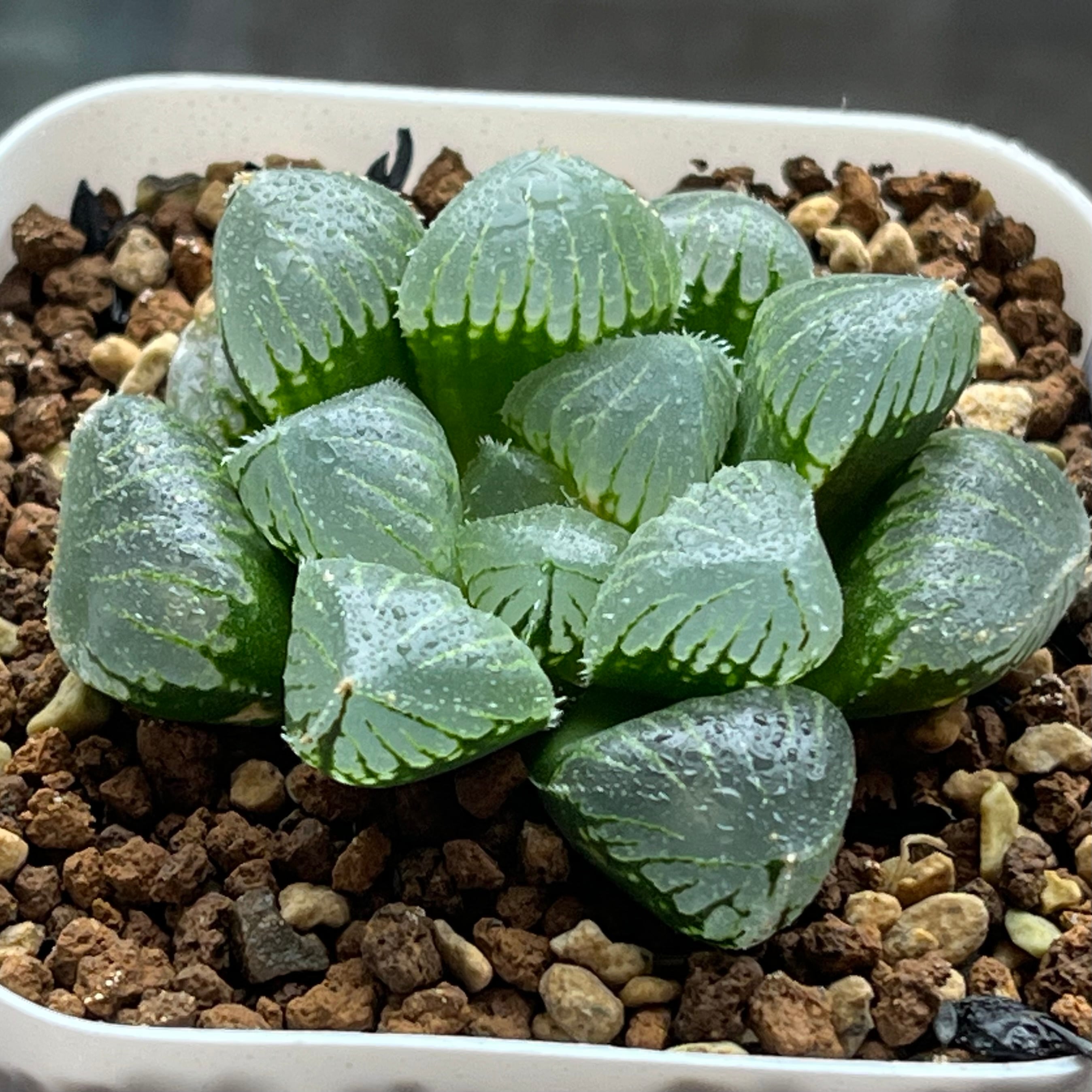 ハオルチア 狼蛛錦 | mocono_plants