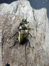 《ニジイロクワガタ　57～60mm ペア》むし岡だいき氏委託個体