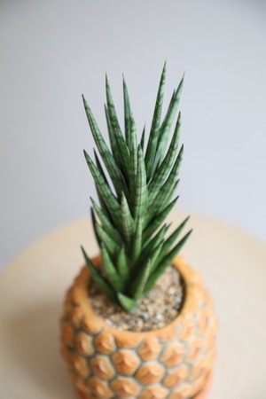 【M】サンスベリア フランシシー/Sanseveria