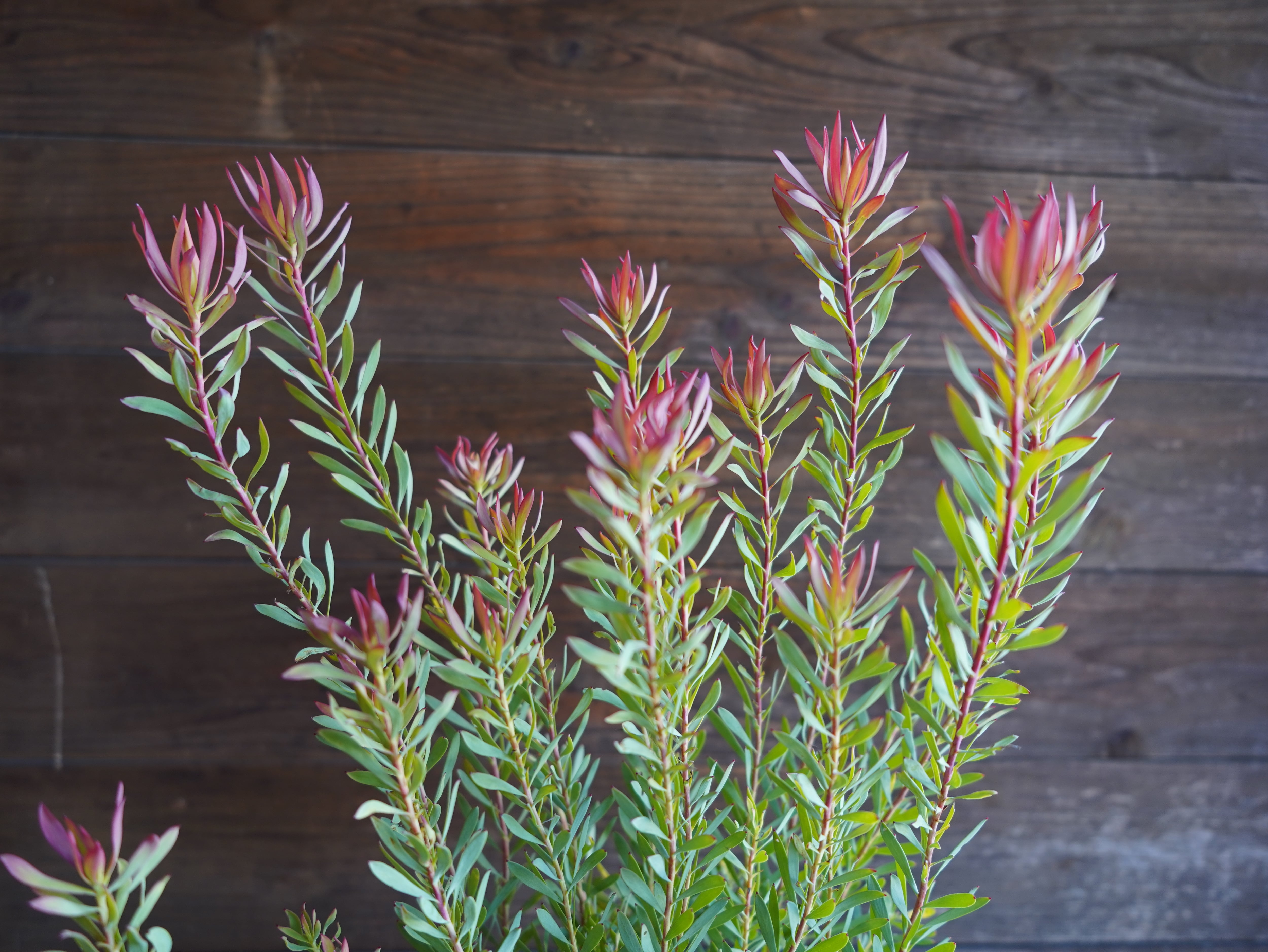 【現物】リューカデンドロン　”Harlequin”　B