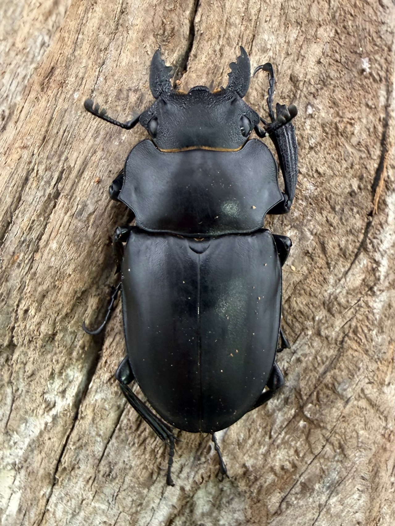 【WD】大型《アルケスツヤクワガタ 91.5mm ペア》