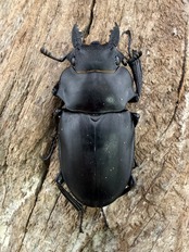 【WD】大型《アルケスツヤクワガタ 91.5mm ペア》