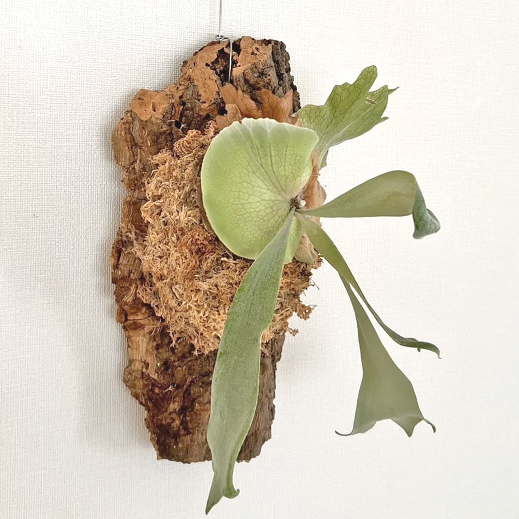ビカクシダウィリンキーコルク付け コウモリラン 観葉植物 ビカクシダ ウィリンキー コルク付 【観葉植物 室内 コウモリ