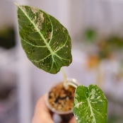 Alocasia Black Velvet Pink Albo│アロカシア ブラックベルベット ピンクアルボ│観葉植物