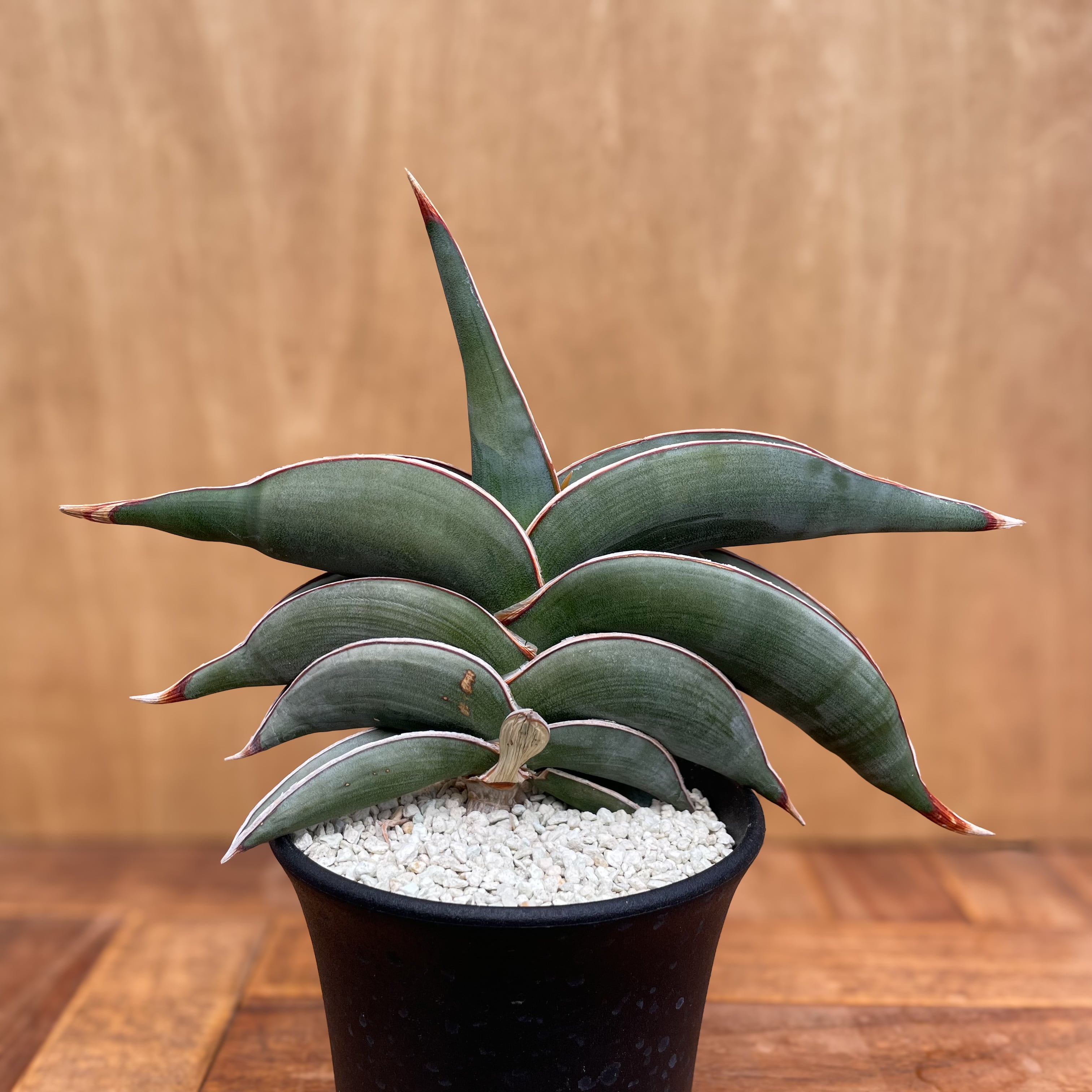 Sansevieria rorida【サンセベリア・ロリダ】 | RIMO