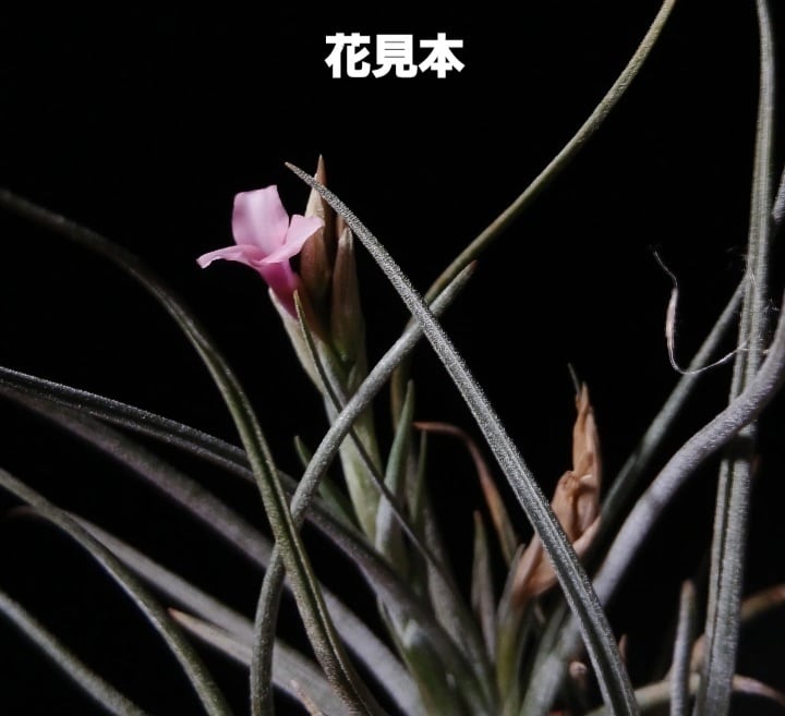Tillandsia neglecta 'Silver Clone' Brazilian Wild Clone 2023 T'S