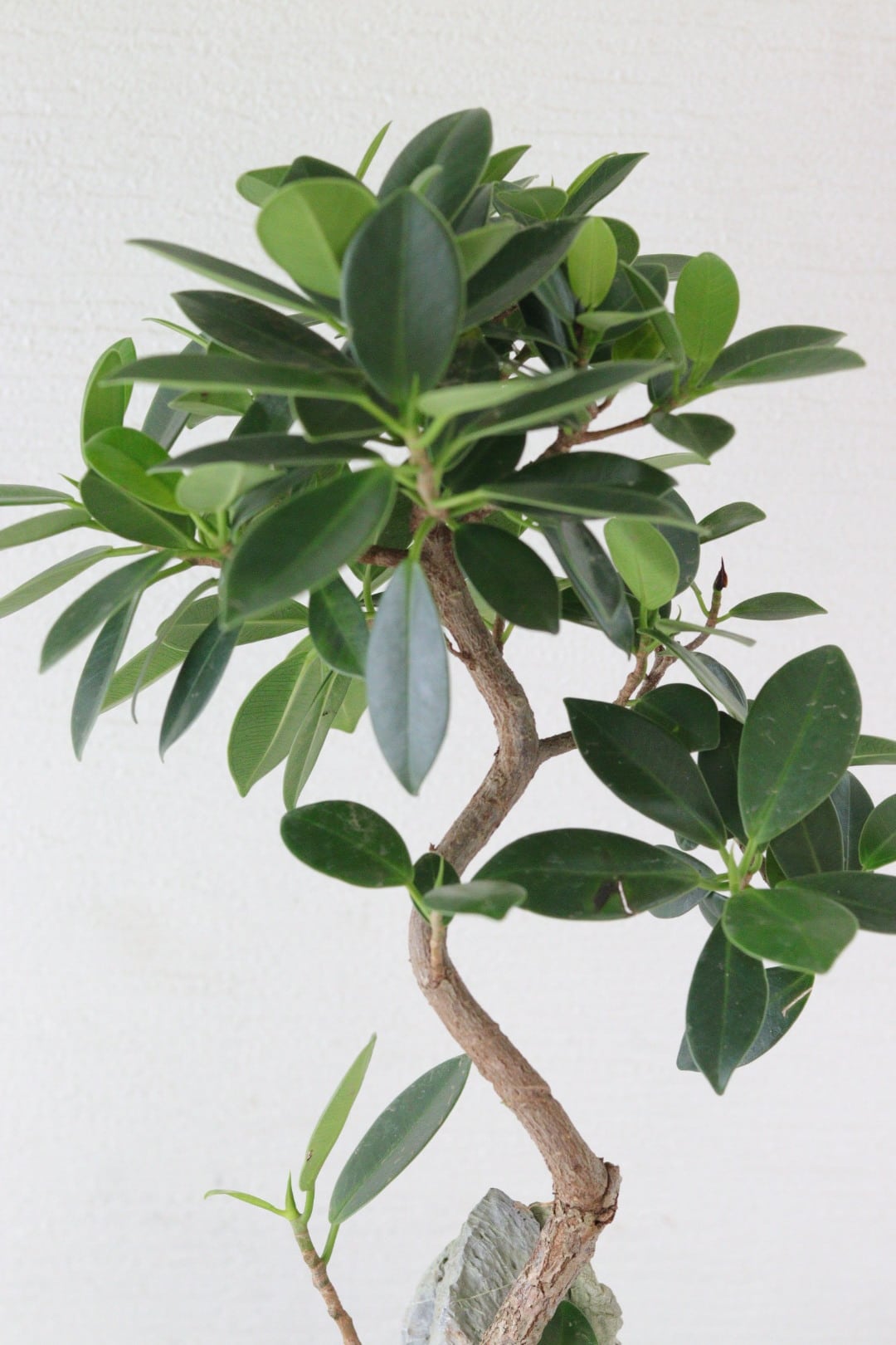 盆栽風♡野生的グリーン♡観葉植物♡ガジュマル | Total Plants Egret