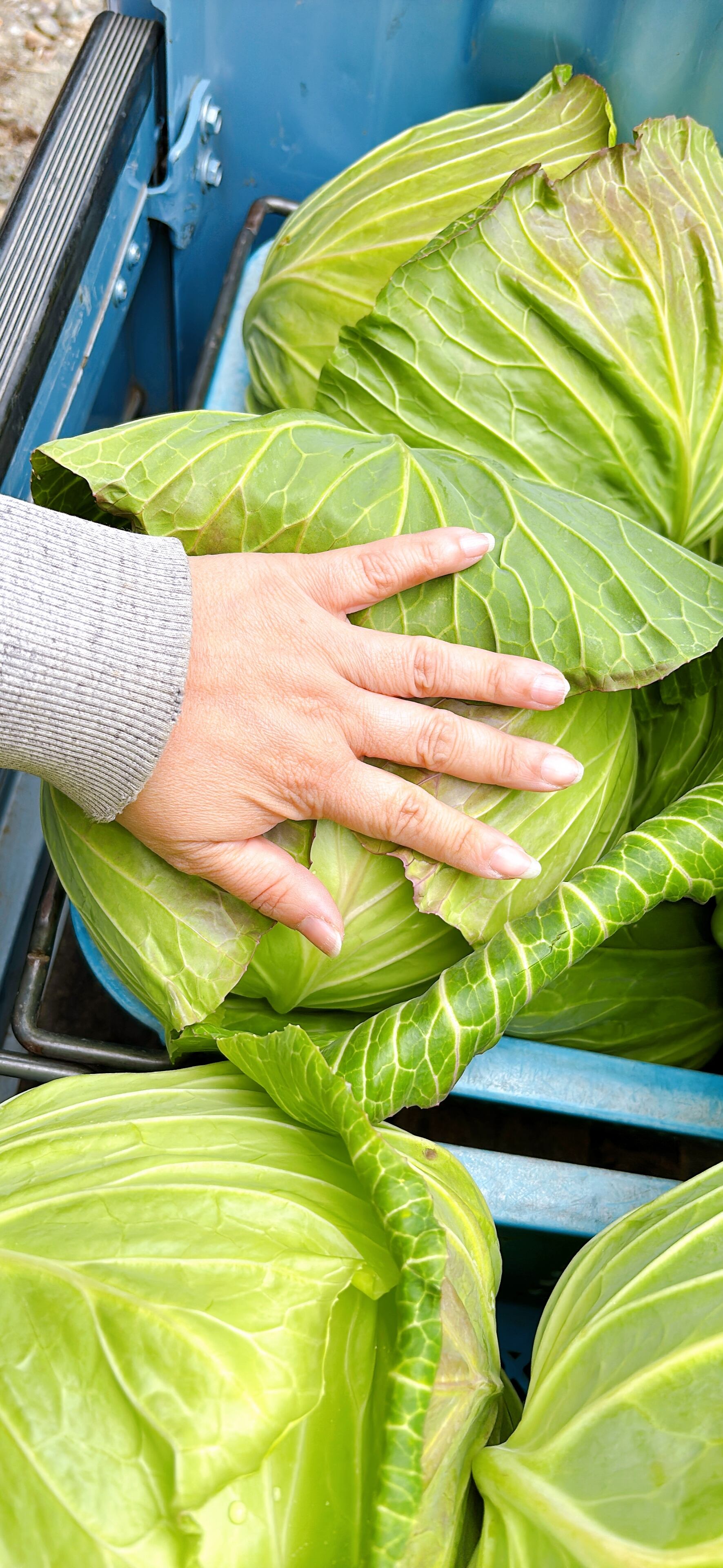 にのみや農園:数量限定 キャベツ
