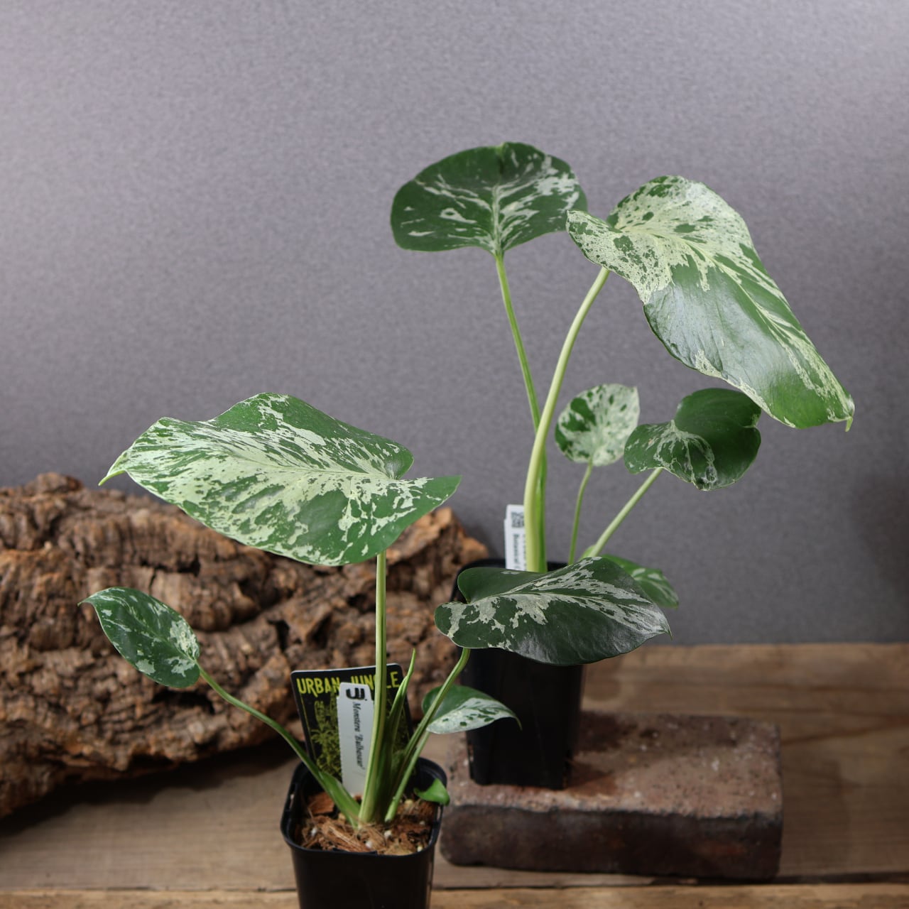 774『urban jungle モンステラ デリシオーサ 'Bulbasaur'』観葉植物