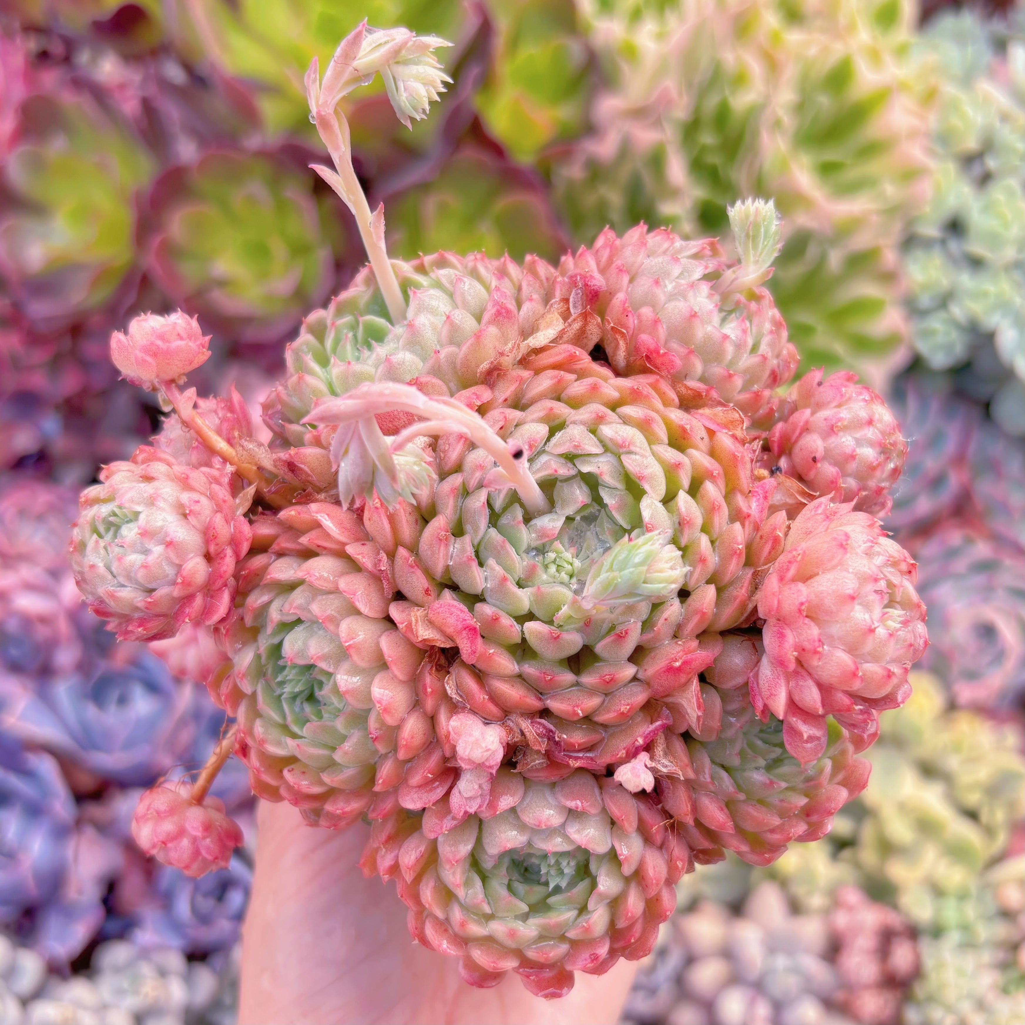 現品　ハチミツボール#578　群生　るる農園