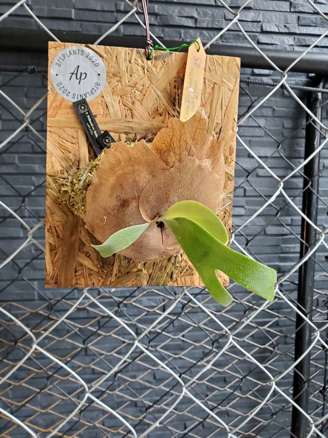 P. Willinckii cv. Baileyi Thin ビカクシダ/コウモリラン | artPLANTs