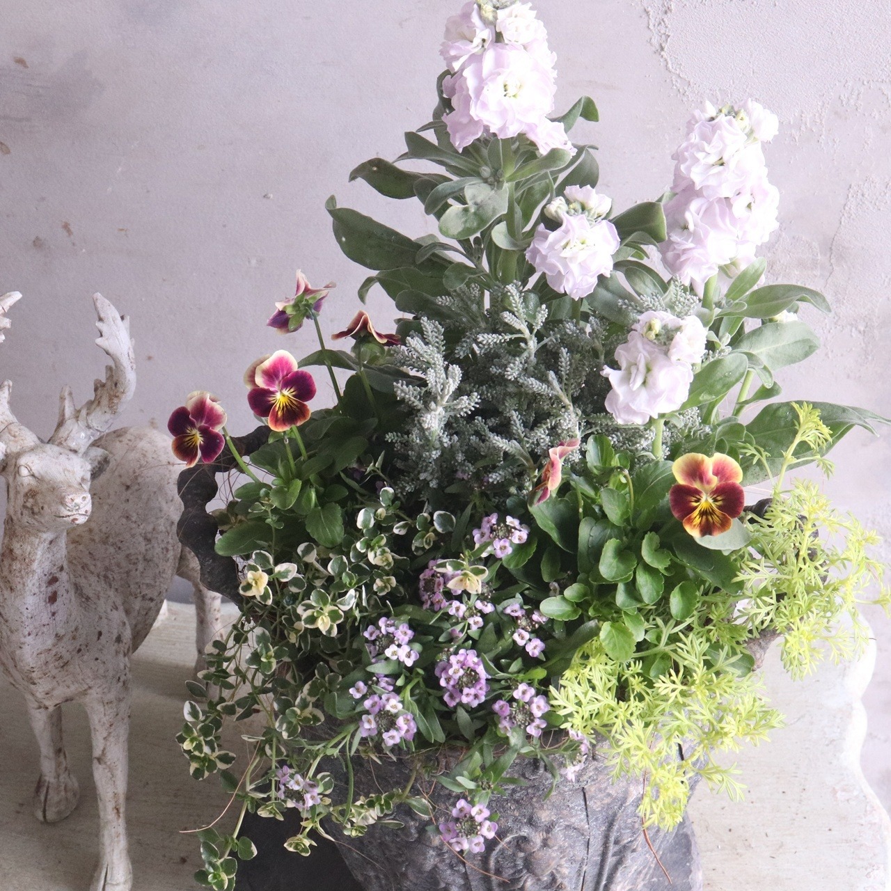 ストックベイビー・ブルーフラッシュ｜八重咲きの花で華やぐ冬から春の寄せ植え　寄せ植え　シルバーリーフ　秋から春まで咲くお花