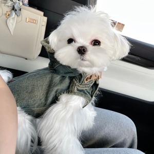 【PET】秋冬韓国風カジュアルスタイルノースリーブお出かけフード付きデニムジャケット
