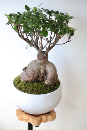 【M】ガジュマル/Ficus microcarpa　※陶器鉢付き