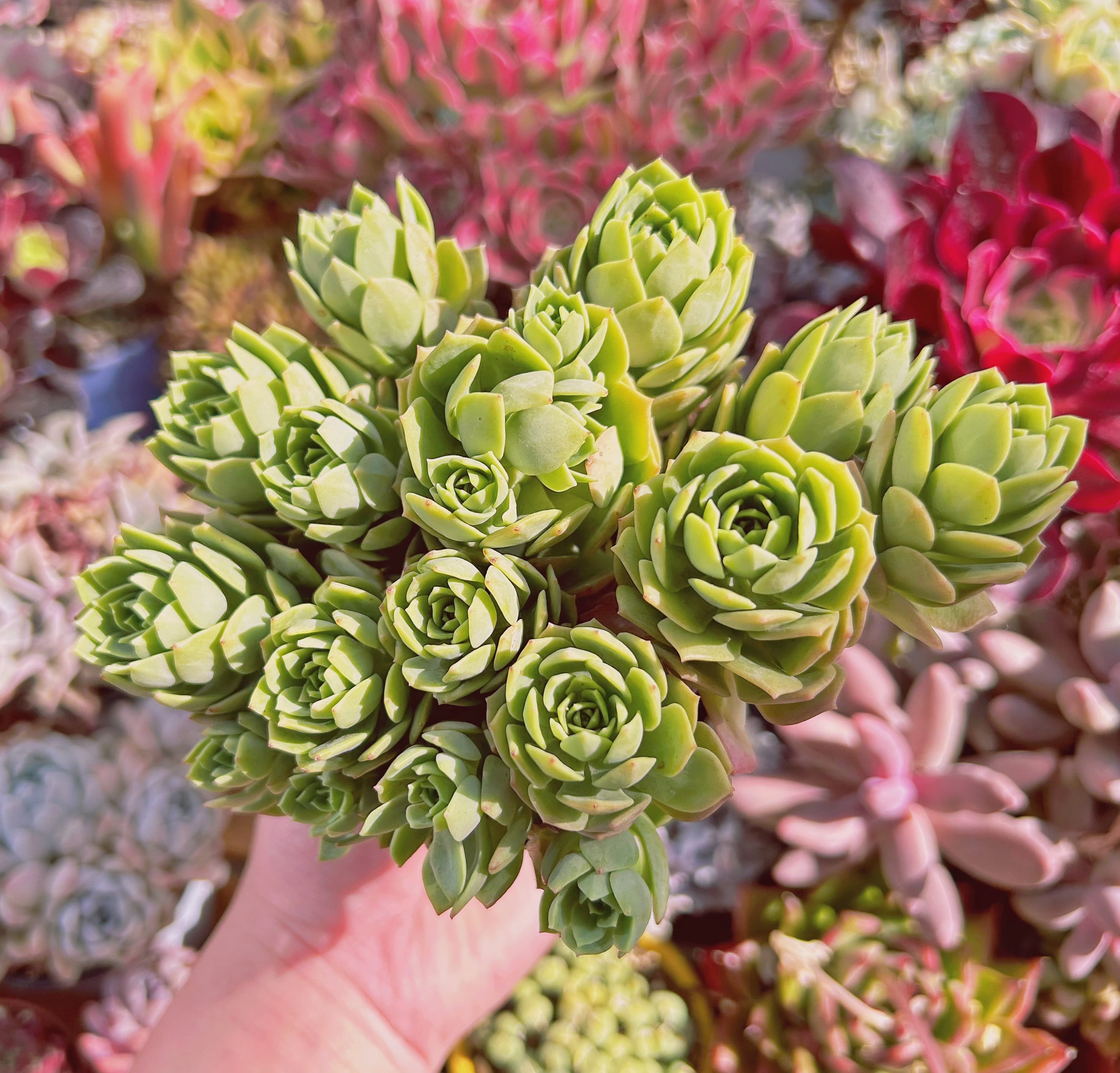 現物 多肉植物 グリーンローズ 特大 | るる農園~多肉植物専門