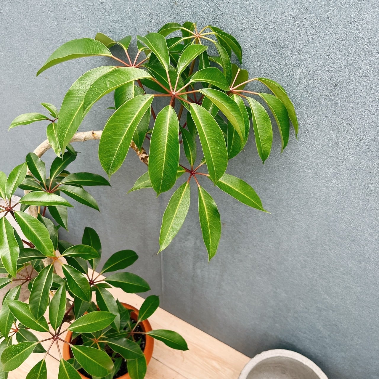 現品］ツピタンサス 8号 観葉植物 室内 大型 おしゃれ シェフレラ