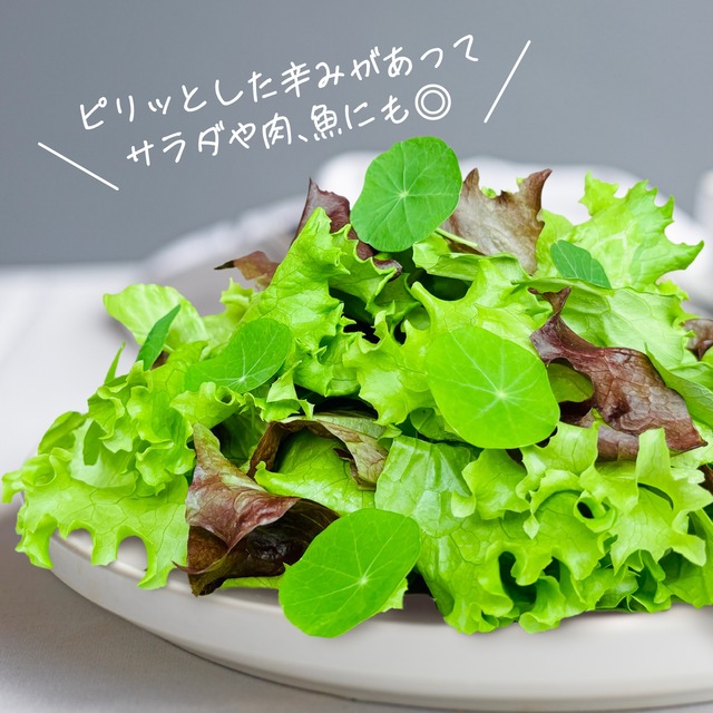 【FISH VEGGIES】ナスタチウムの葉3〜5cm　 15枚程度　化学肥料/農薬不使用だから安心して食べられる